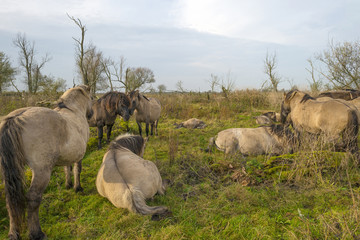 Herd of konik horses in nature at fall © Naj