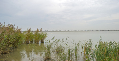 The shore of a lake with reed in autumn