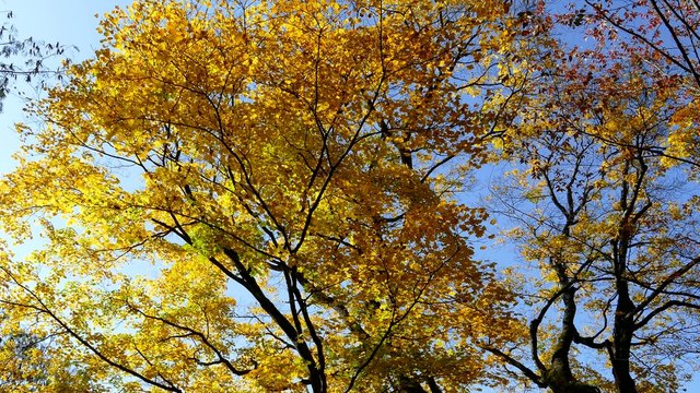 Autumn Colors of Naruko-Gorge in Japan