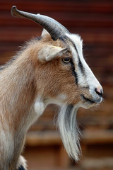 Ziege