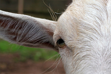 Ziege