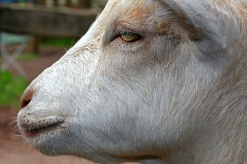 Ziege