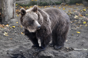 Fototapeta premium Brown bear
