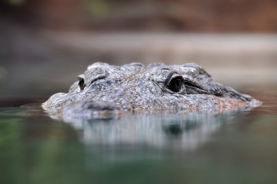Close up view of the head of a crocodile.