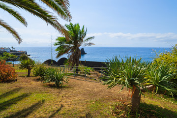 Palm tree garden on south coast of Madeira island, Funchal town