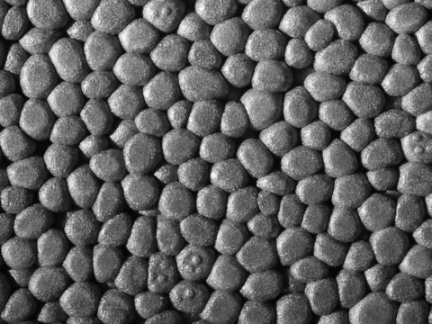 Polystyrene closeup