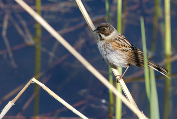 Common reed bunting on the reed 
