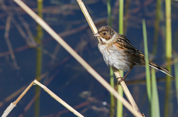 Common reed bunting on the reed 