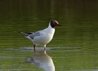 Black-headed gull on pond