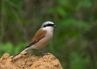 Red-backed Shrike on the ground