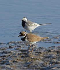 Little ringed plover and White Wagtail on pond 