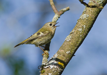 Goldcrest on the branch 
