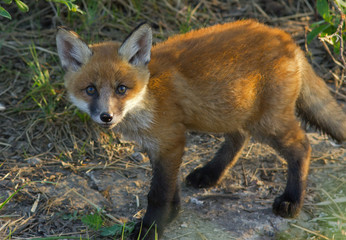 Red fox cub 