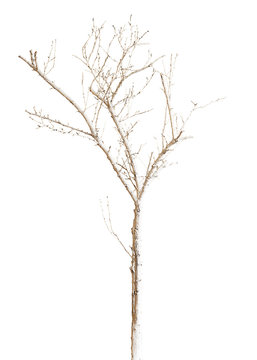 Dry Tree Painted with Paint Isolated on White Background.