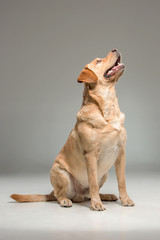 Labrador retrieve on gray background