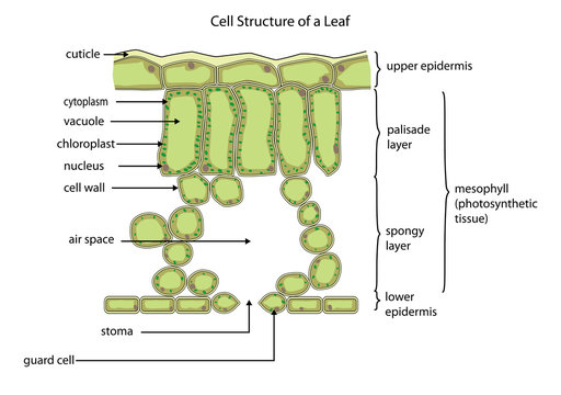 Cell structure of a leaf