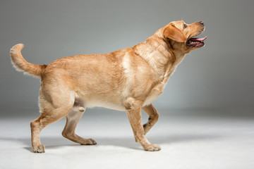 Labrador on gray background in studio