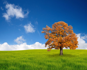 Fototapeta na wymiar Autumn tree in the field