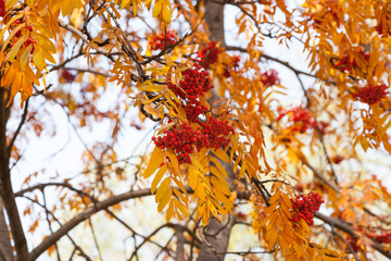 Ripe red rowan berries and yellow leaves