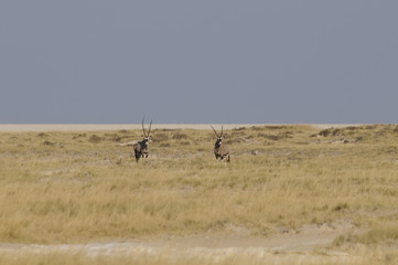 Obraz na płótnie Canvas Blick in die Etoscha-Pfanne, Namibia, Afrika
