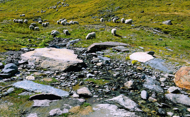 Mountain Meadows with a Flock of Sheep in Swiss Alps (Valais)