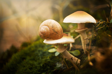 Snail on the mushroom