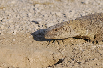 Waran vor seinem Bau, Etoscha-Nationalpark, Namibia, Afrika