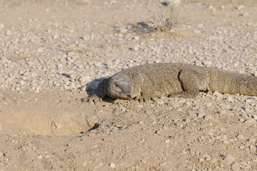 Waran vor seinem Bau, Etoscha-Nationalpark, Namibia, Afrika