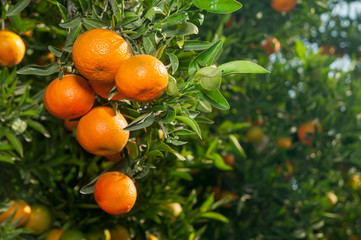 tangerines