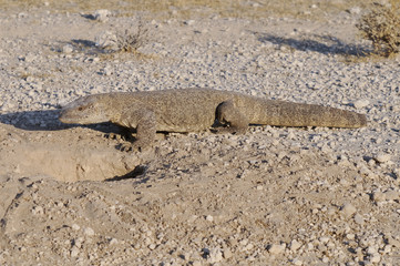 Waran vor seinem Bau, Etoscha-Nationalpark, Namibia, Afrika