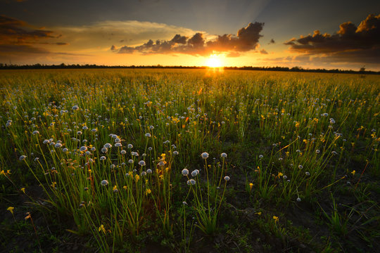 field of yellow flowers