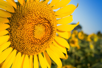 Obraz premium Sunflower