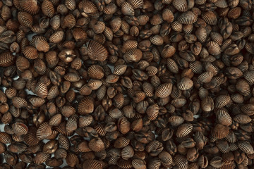 Seashell background