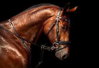 Portrait of bay horse Holsteins on a black background - 73203294