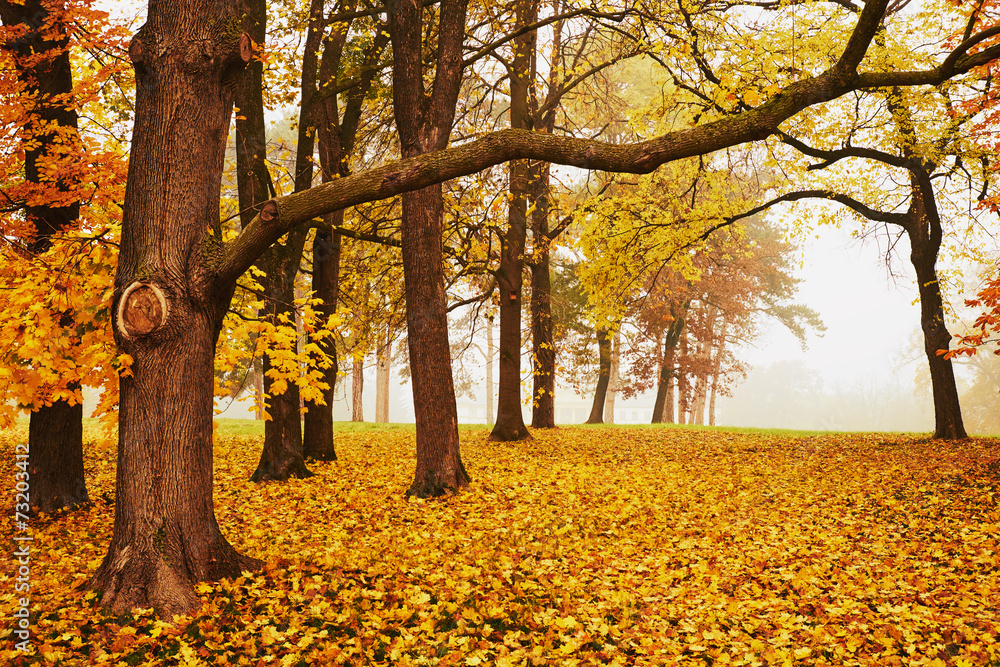 Wall mural Autumn park