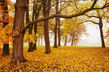 Vlies Fototapete Herbst Autumn park