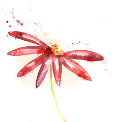 Red flower, watercolor illustration. Floral background.