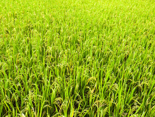 rice field 