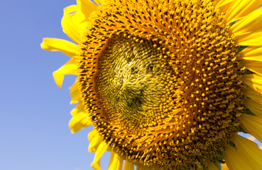 Sunflower  closeup