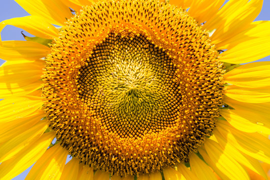 Sunflower big closeup