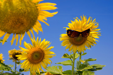 Sunflower   smiling  with sunglasses