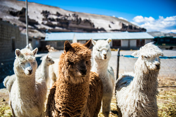 gruppo di alpaca