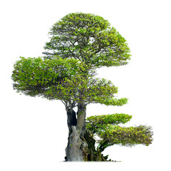 Old bonsai tree isolated on white background