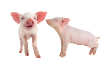 smile pig © fotomaster