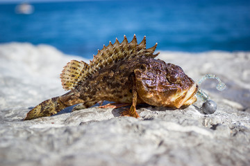 Fish on a hook