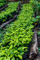 Coffee plantation, seedlings, trees from north of nicaragua