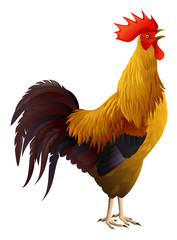 Rooster isolated