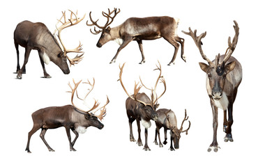 Set of few reindeer - obrazy, fototapety, plakaty