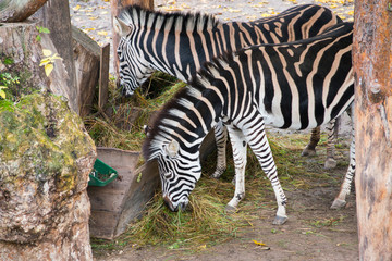 Fototapeta na wymiar Eating zebras in the zoo