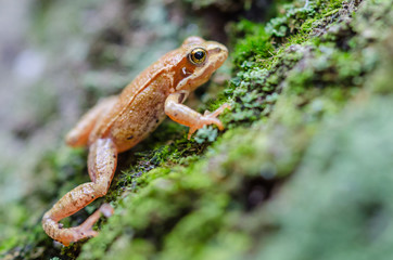 European common frog